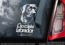 Chocolate Labrador - Car