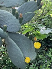 10 Pale  DI FICO D'INDIA  BIO