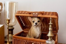 Statua in resina da giardino Chihuahua seduta cane decorazione casa interno/esterno