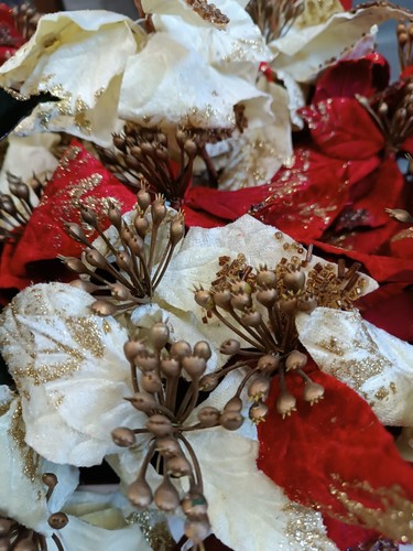 Pezzi stelle natale - di,