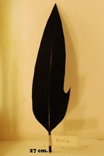 PENNA PER CAPPELLO ALPINO NERA CON RIMBECCO