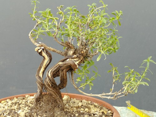 Bonsai timo - di,