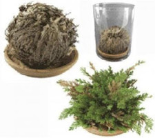 Rosa Di Jerico SIGNUM Gerico