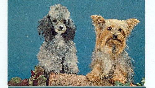 Dog gray poodle and - dog-gray,