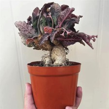 Pianta di cactus succulenta 6