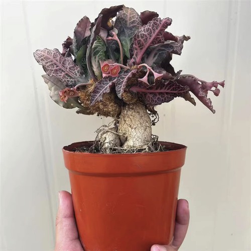 Pianta cactus succulenta - di, 6