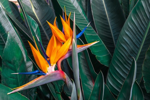 Strelitzia reginae seeds - reginae,