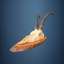 173CAM Trofeo di caccia di camoscio 22cm