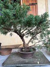 Prebonsai ginepro kishu