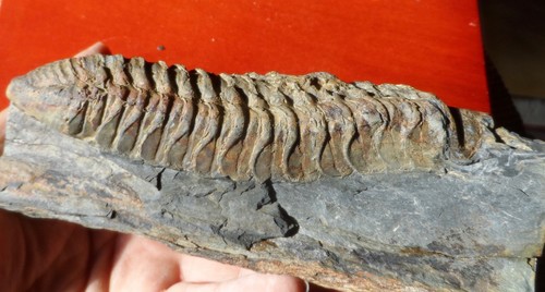 Grand trilobite ordovicien - trilobite,