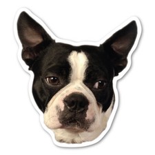 Calamita Boston Terrier