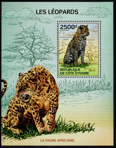 Costa avorio 1226 - costa, leopardo