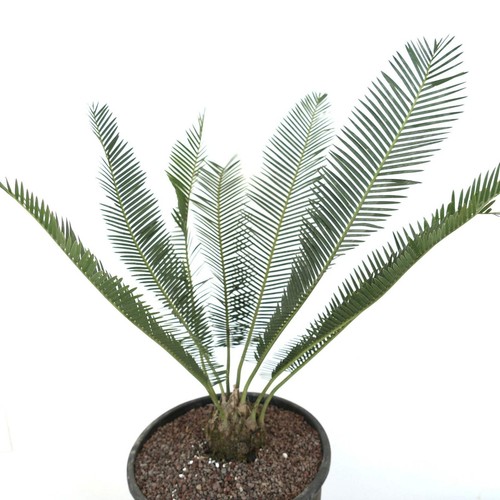 Dioon edule jacala form - edule,
