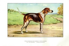 Antique Print HUNTING DOG =