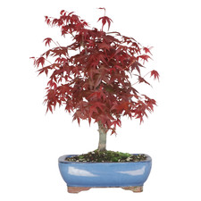 KENTIS - Bonsai di Acero Rosso Giapponese Originale - Acer palmatum Deshojo