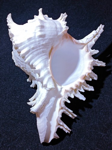 Naturale grande conchiglia - naturale,