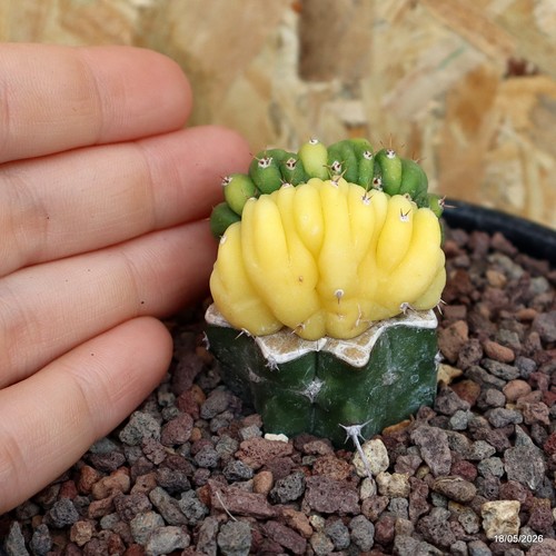 Triko cereus pachanoi crestato