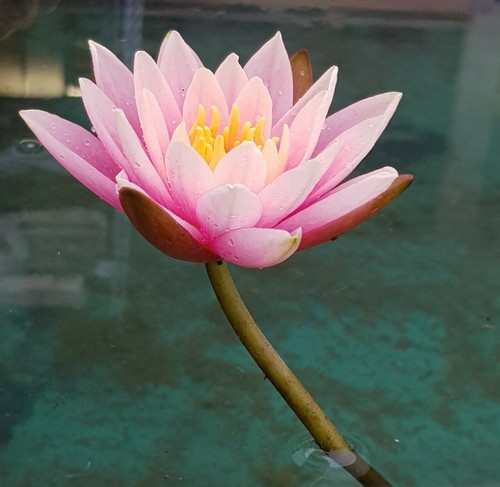 Ninfea rosa piante - ninfea, rosa,