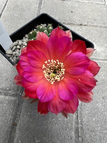 Trichocereus-Echinopsis-Lobivi