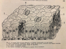 Articolo di stampa con foto e