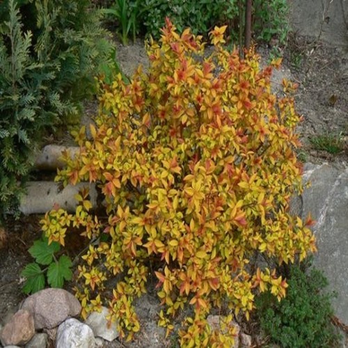 Arbusto ornamentale fiorito - , da