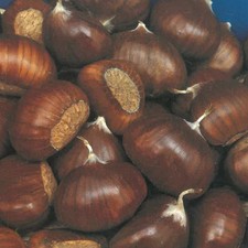 PIANTA DA FRUTTO CASTAGNO