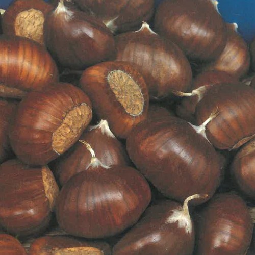 Pianta frutto castagno - da,