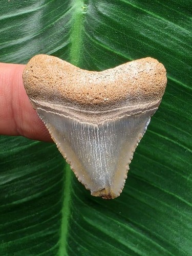 Dente azzurro del megalodonte