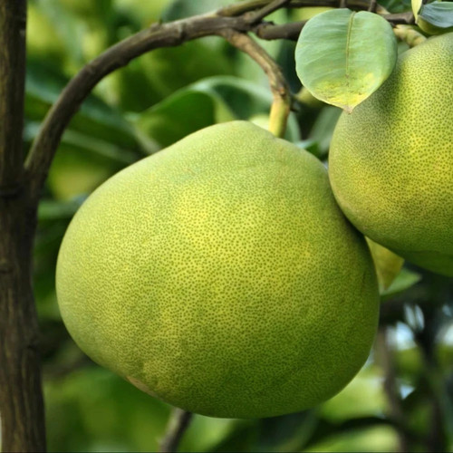 Pianta pomelo mastello - di,