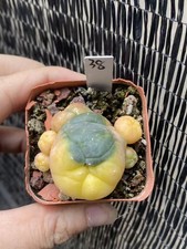 LW Pianta di cactus succulenta