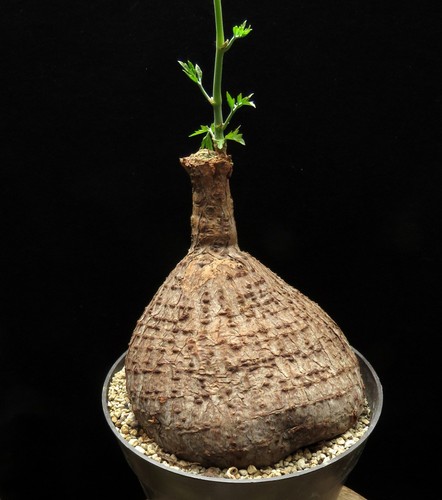 Cyphostemma elephantopus