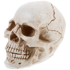 Di Insegnamento Medico Modelli Anatomia Cranio Realistico