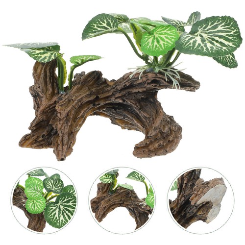 Pianta per terrario - ,