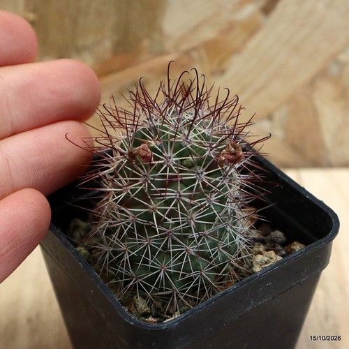 Mammillaria vaso 5 cm - mammillaria,