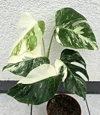 Bellissima Monstera Deliciosa