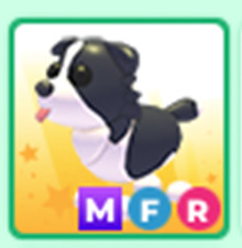 MFR  Border collie - Cheap &