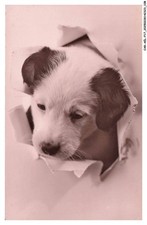 CAR-AELP17-0976-CANE - Un Cucciolo Jack Russell Terrier