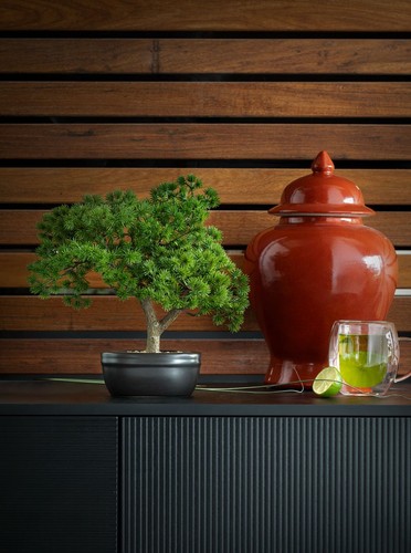 Bonsai pino con - con, vaso
