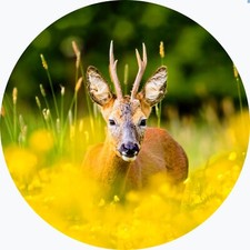 Copriruota di scorta capriolo