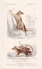 Stampa OPOSSUM 1861 - Arte