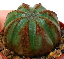 Euphorbia obesa SELECTED PATTERNS 1P2A no crested agave astrophytum