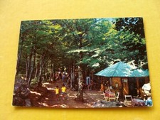 (FG.A78) VETTA MONTE AMIATA - CHIOSCO BAR, PASSEGGIATA NEL FAGGETO animata (1970