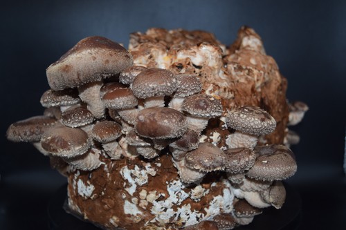 Shiitake growkit set - shiitake,