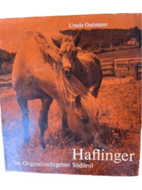 Haflinger saggio sui - sui, cavalli