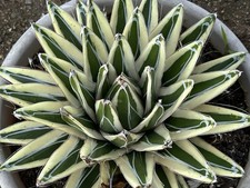 Esemplare gigante!!! Agave