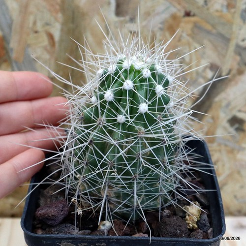 Echinocereus stramineus
