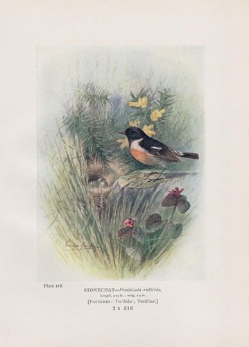 Schwarzkehlchen saxicola - schwarzkehlchen, (saxicola