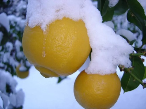 Limone resistente freddo - limone, al
