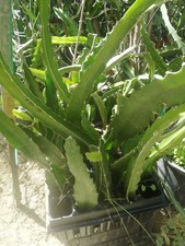 Talee pianta pitaya - pianta, di