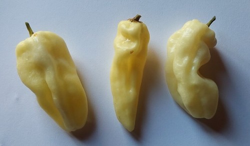 Semi peperoncino - semi, di